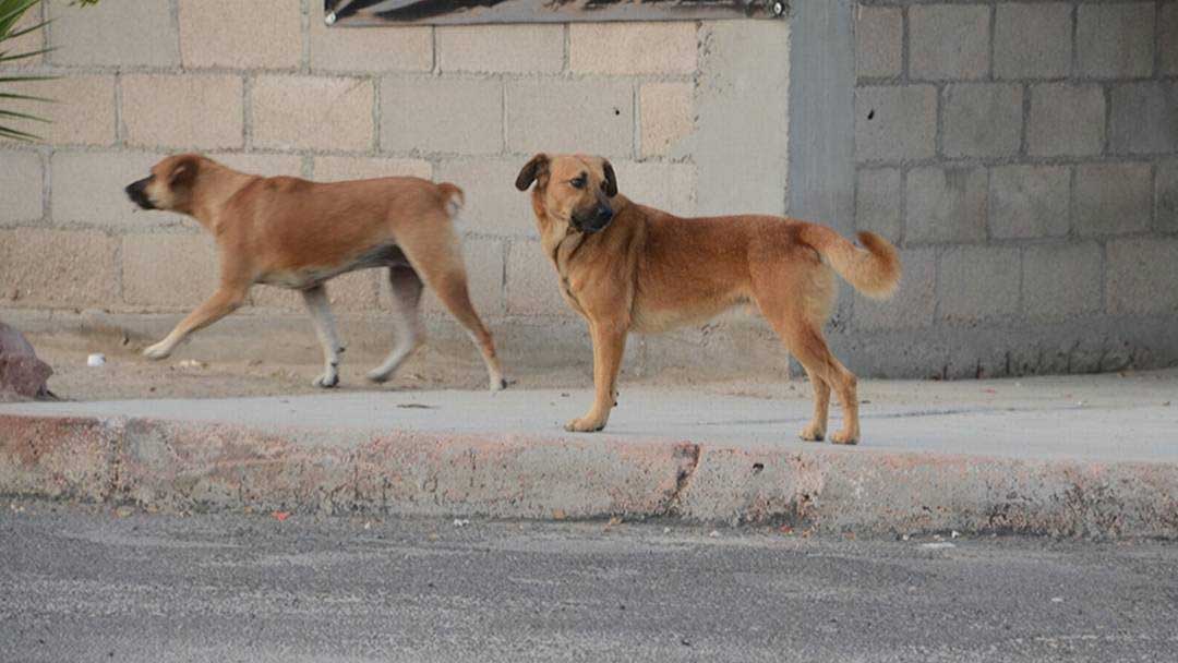 emiten-alerta-por-envenenamiento-de-perros