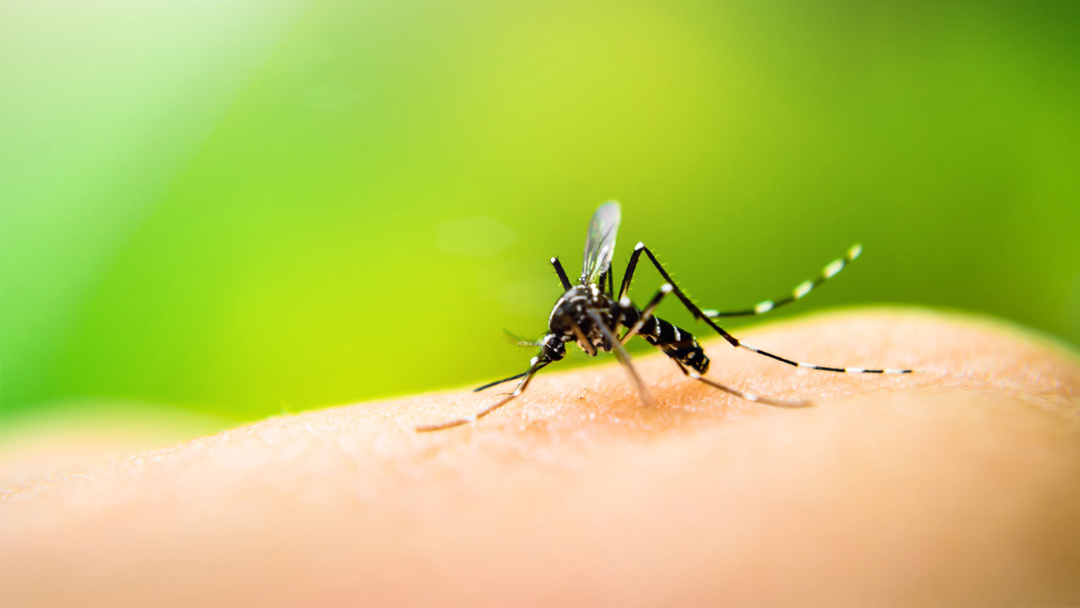 registran 51 casos de dengue en la