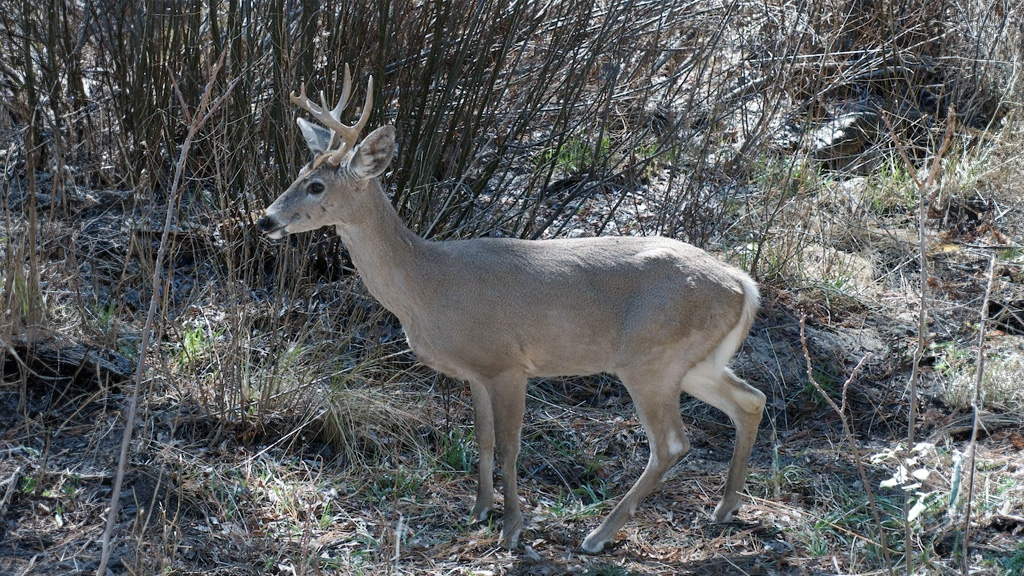 exhortan a denunciara cazadores furtivos