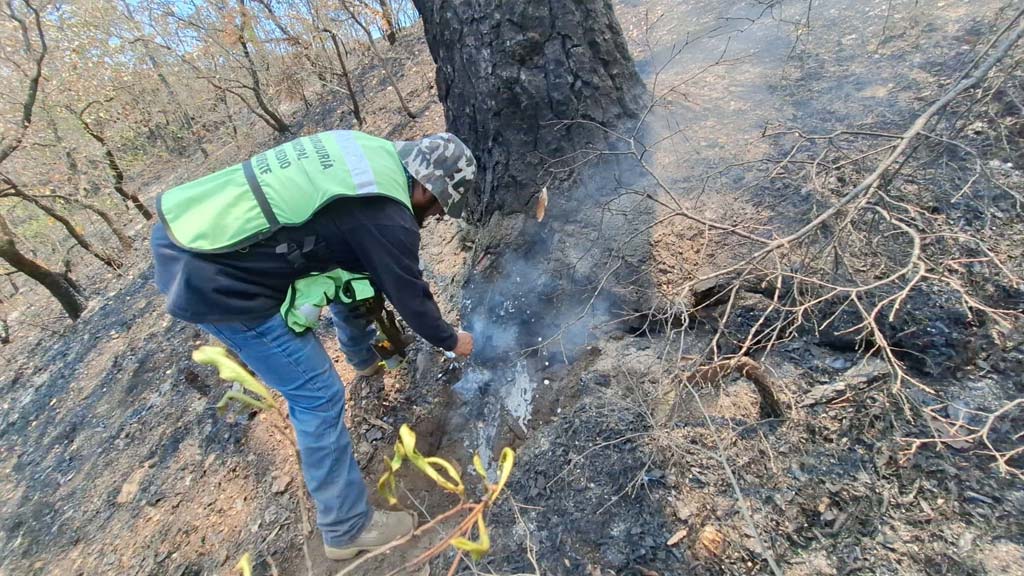 evaluan danio a flora y fauna por incendio