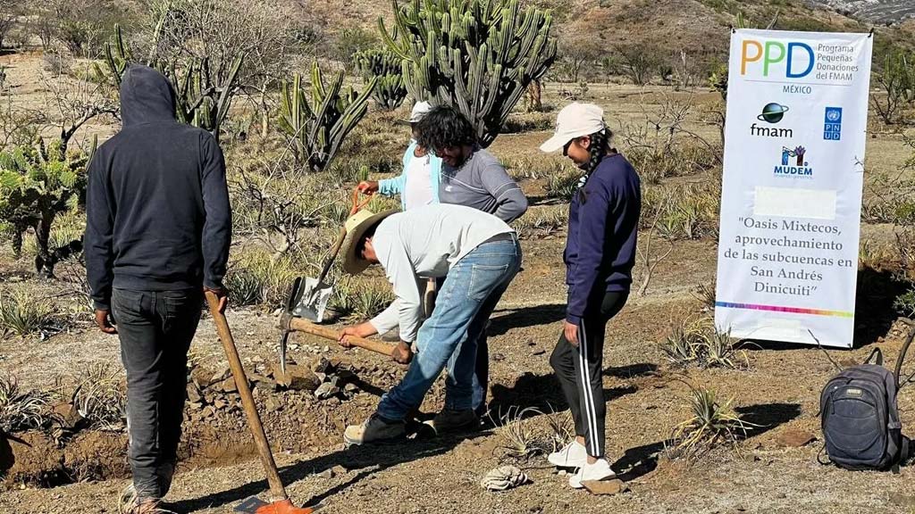 programas de reforestacion deben evitar ecocidio