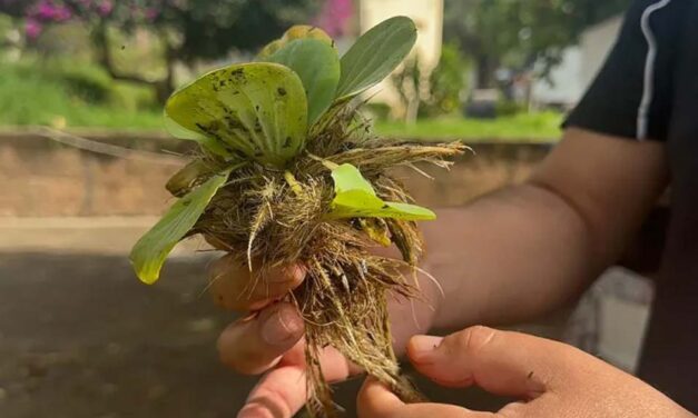 Lirios acuáticos invaden la presa de Yosocuta