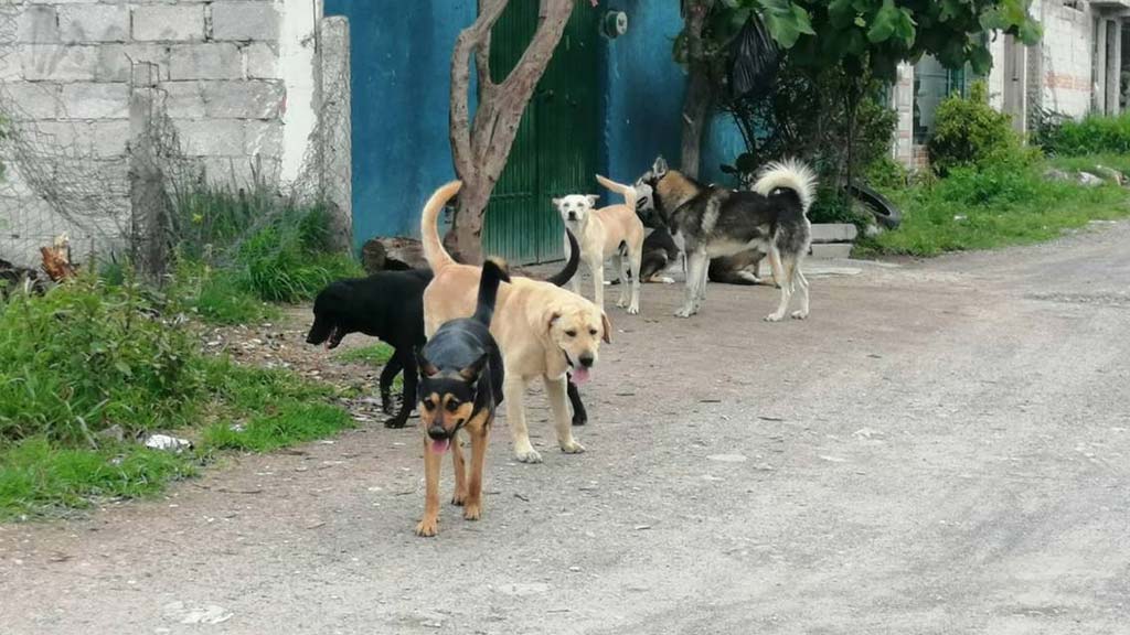 habilitaran primer albergue para perros y gatos de la calle