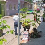 Inicia programa de arborización en el centro