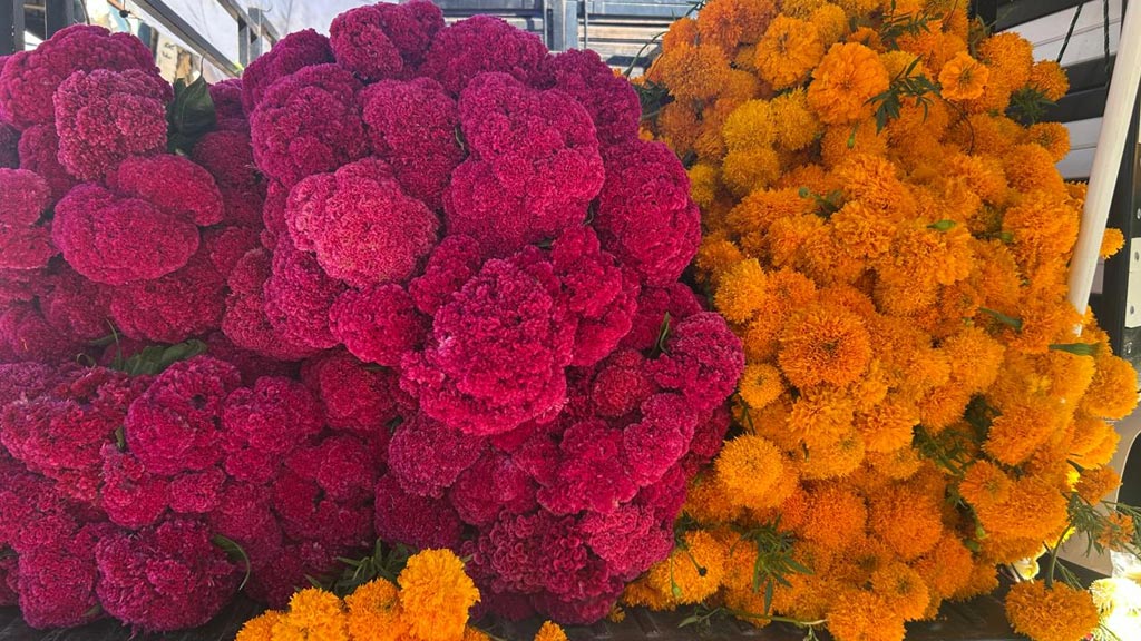 flor de cempasuchil y terciopelo se vende a 200 pesos la maleta