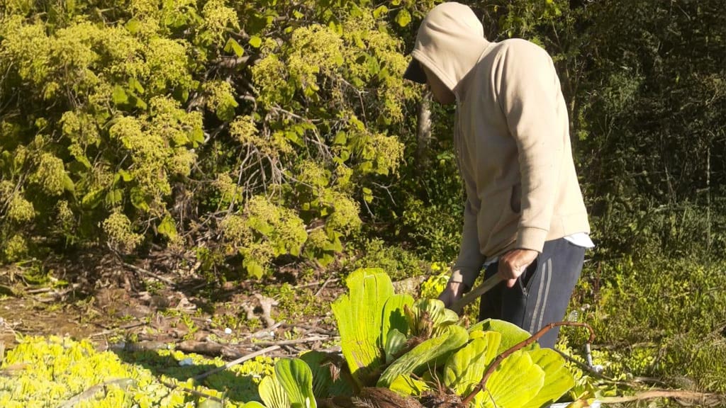 Se agudiza plaga de lirio acuático en Yosocuta