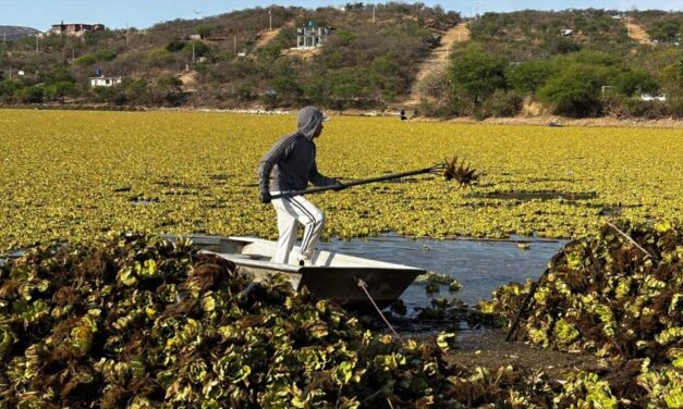 Convocan a tequio en Yosocuta para retirar lirio acuático