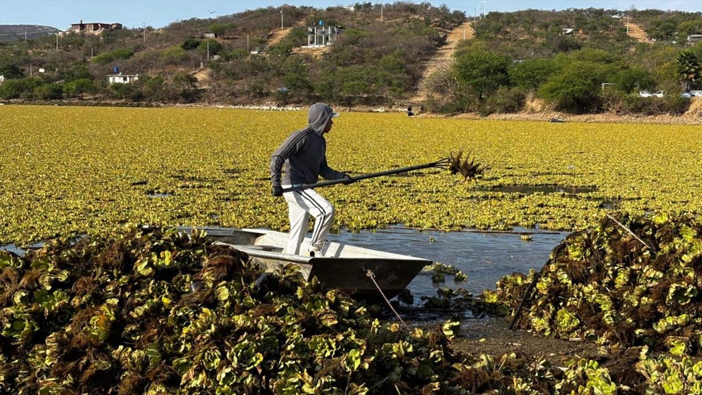 convocan a tequio en yosocuta para retirar lirio acuatico