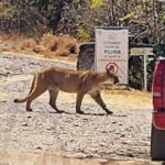 Ni IA ni ataques: lo que se sabe del avistamiento de un felino en el Yucunitzá