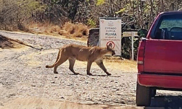 Ni IA ni ataques: lo que se sabe del avistamiento de un felino en el Yucunitzá
