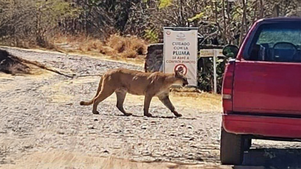 ni ai ni ataques lo que se sabe del avistamiento de un felino en el yucunitza