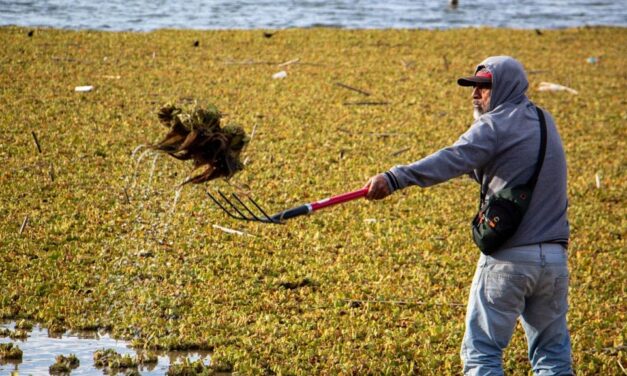 Retiran más de 3 mil toneladas de lirio en presa Yosocuta