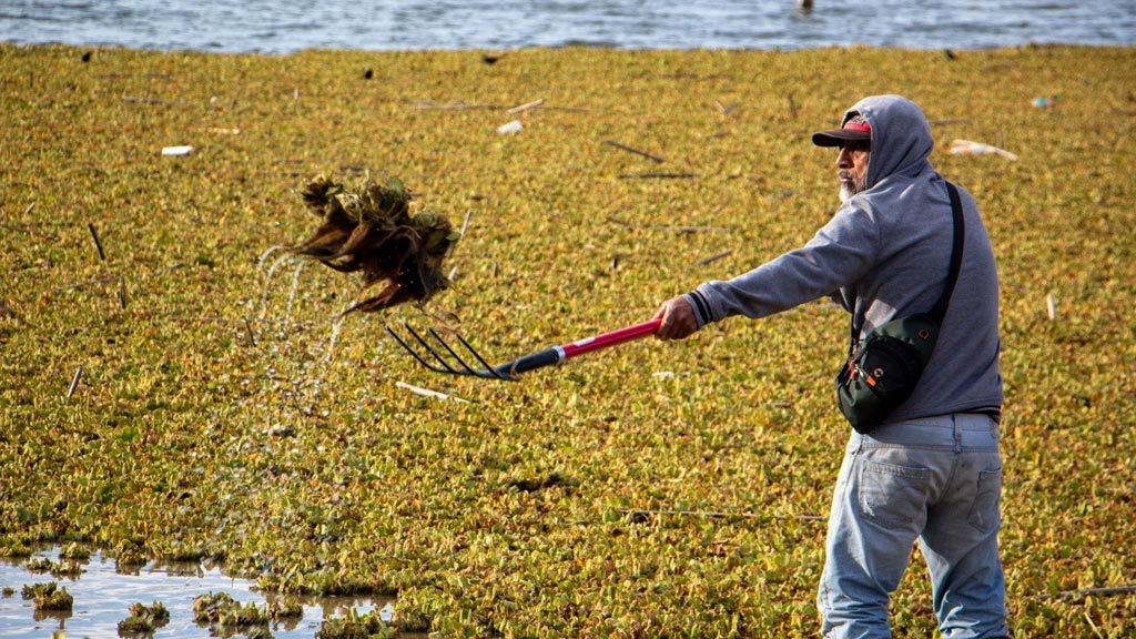 retiran mas de 3 mil toneladas de lirio en presa yosocuta