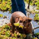 Caso «Beny»: Necropsia revela que la perrita falleció por causas naturales