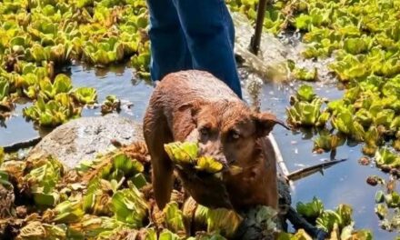 Caso «Beny»: Necropsia revela que la perrita falleció por causas naturales