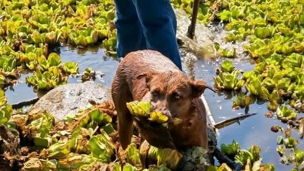 perrita beny murio por causas naturales si lo determino la necropsia efectuada por la fgeo
