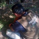 Alertan por presencia de fauna silvestre en zonas urbanas tras lluvias y calor