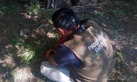 Alertan por presencia de fauna silvestre en zonas urbanas tras lluvias y calor