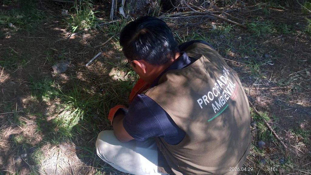 alertan por presencia de fauna silvestre en zonas urbanas tras lluvias y calor