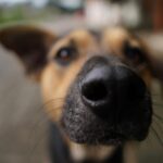 Fortalecen control de perros y gatos en Huajuapan