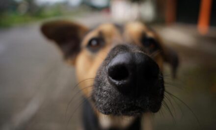 Fortalecen control de perros y gatos en Huajuapan