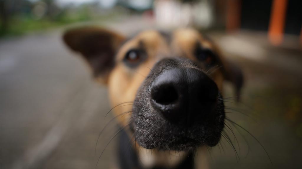 fortalecen contorl de perros y gatos en huajuapan