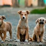 Buscan retirar a perros del CITRESO para evitar riesgos sanitarios y sanciones