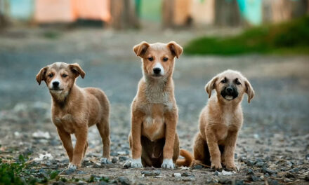Buscan retirar a perros del CITRESO para evitar riesgos sanitarios y sanciones