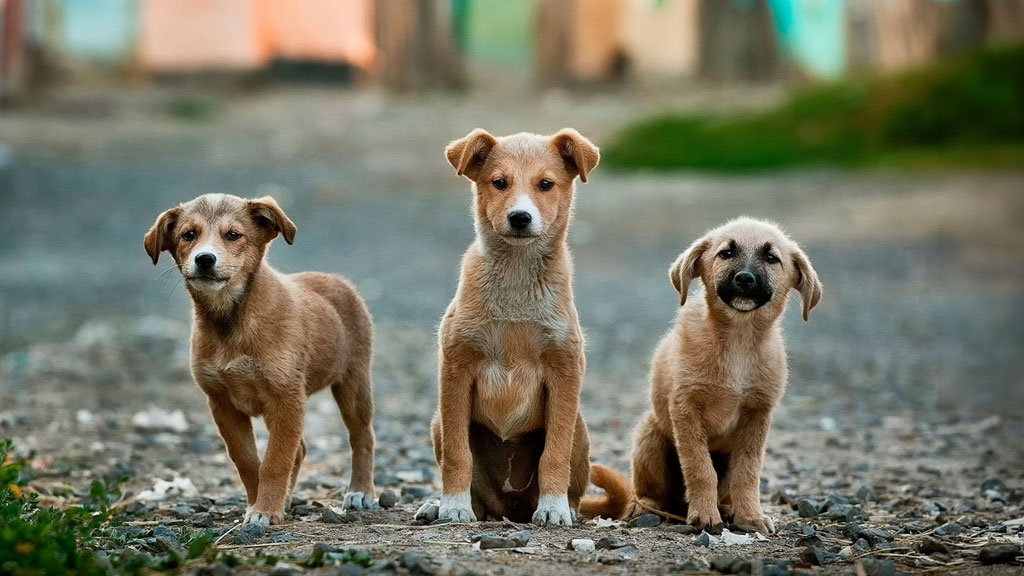 buscan retirar a perros del citreso para evitar riesgos sanitarios y sanciones