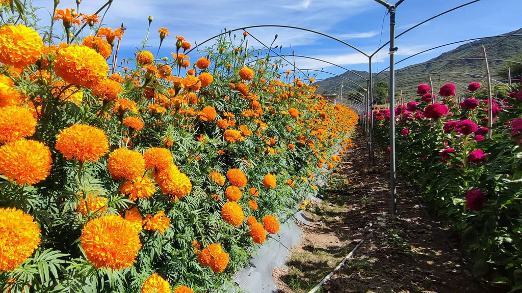garantizada la produccion de flor de muerto en huajolotitlan 1