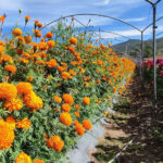 Garantizada la producción de flor de muerto en Huajolotitlán