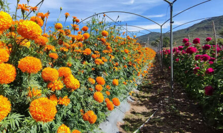 Garantizada la producción de flor de muerto en Huajolotitlán