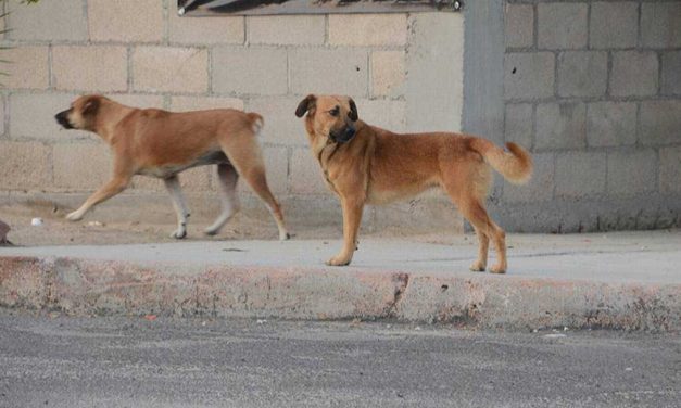 Emiten alerta por envenenamiento de perros