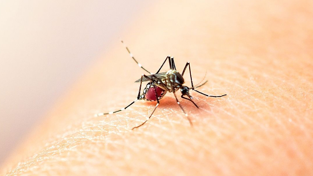 confirman-primer-caso-de-dengue-en-la-mixteca