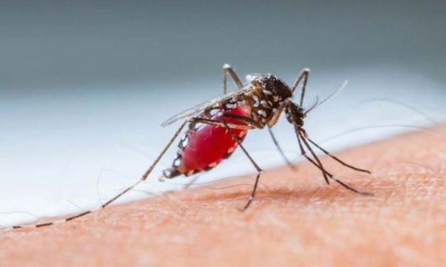 Suman 113 casos probables de dengue