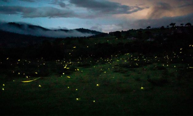 Tindú promueve conservación de santuario de luciérnagas
